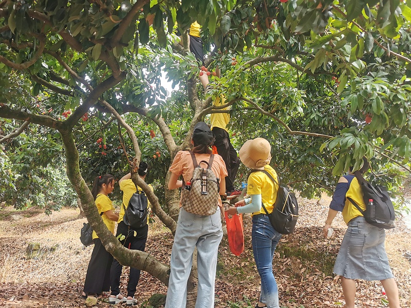 端午福利！嘉友食品組織摘荔枝活動