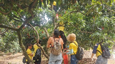 端午福利！嘉友食品組織摘荔枝活動(dòng)