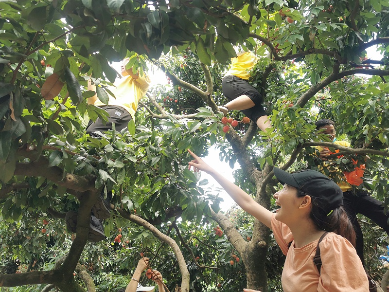 端午福利！嘉友食品組織摘荔枝活動